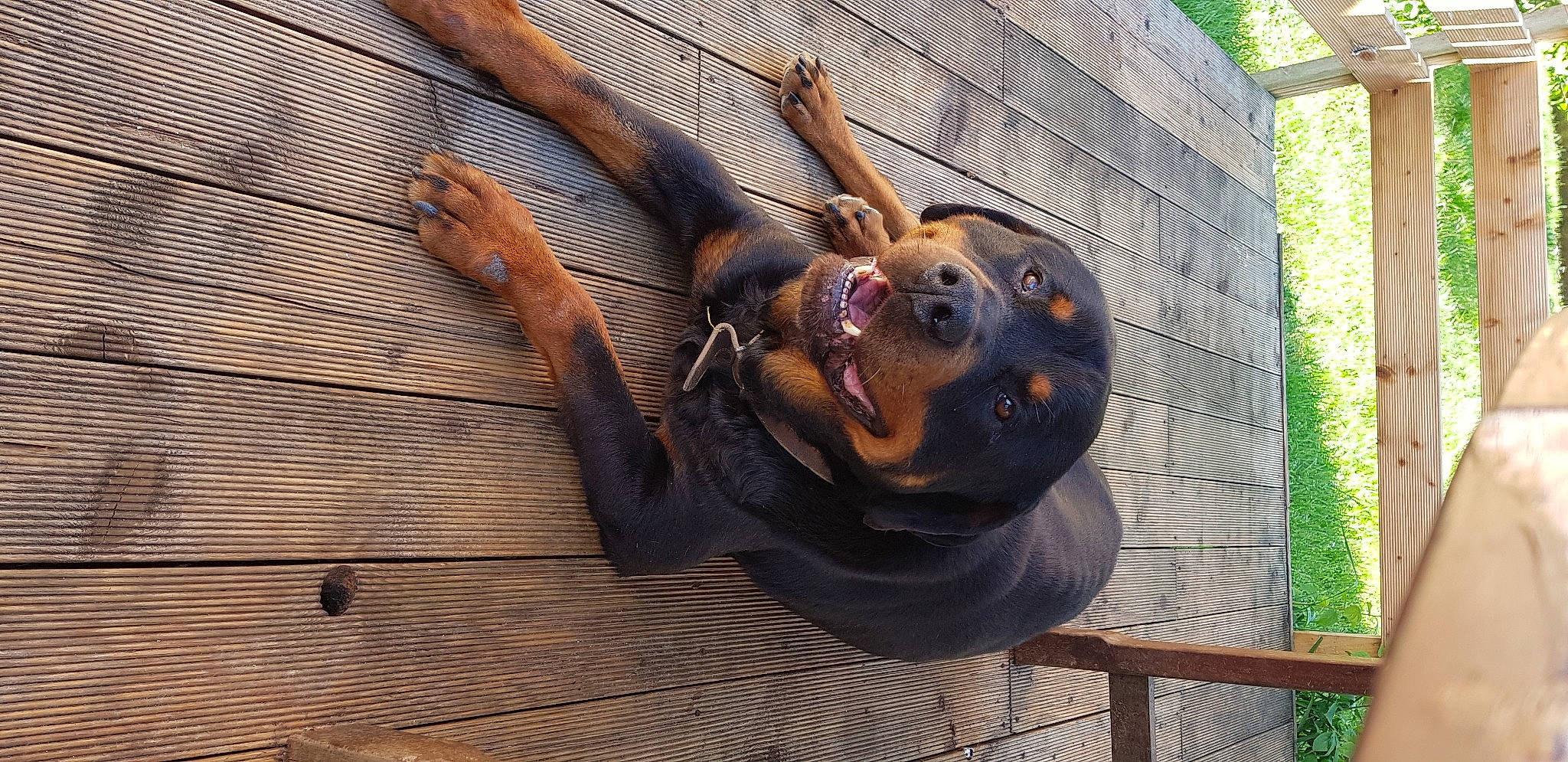Eby a rejoint le concours — aidez-le/la à gagner de superbes lots ! art, canidae, dog_breed, fawn, guard_dog, hat, metal, plant, sculpture, snout, sporting_group, sunglasses, terrestrial_animal, tree, wildlife, wood, working_animal