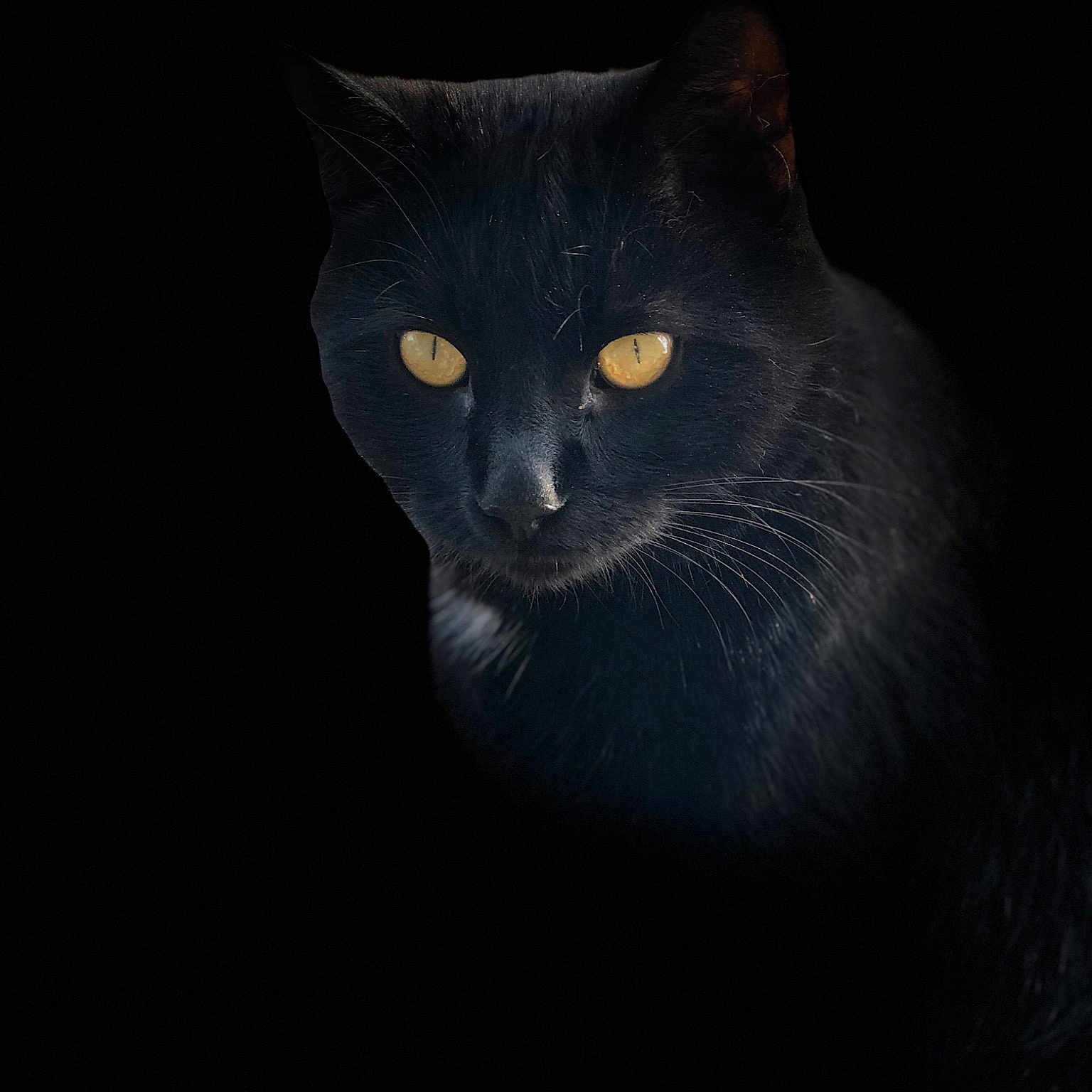 Blackie joined the competition — help win amazing prizes! black, black_cat, bombay, carnivore, cat, chartreux, darkness, domestic_short_haired_cat, eye, felidae, mammal, night, small_to_medium_sized_cats, snout, whiskers