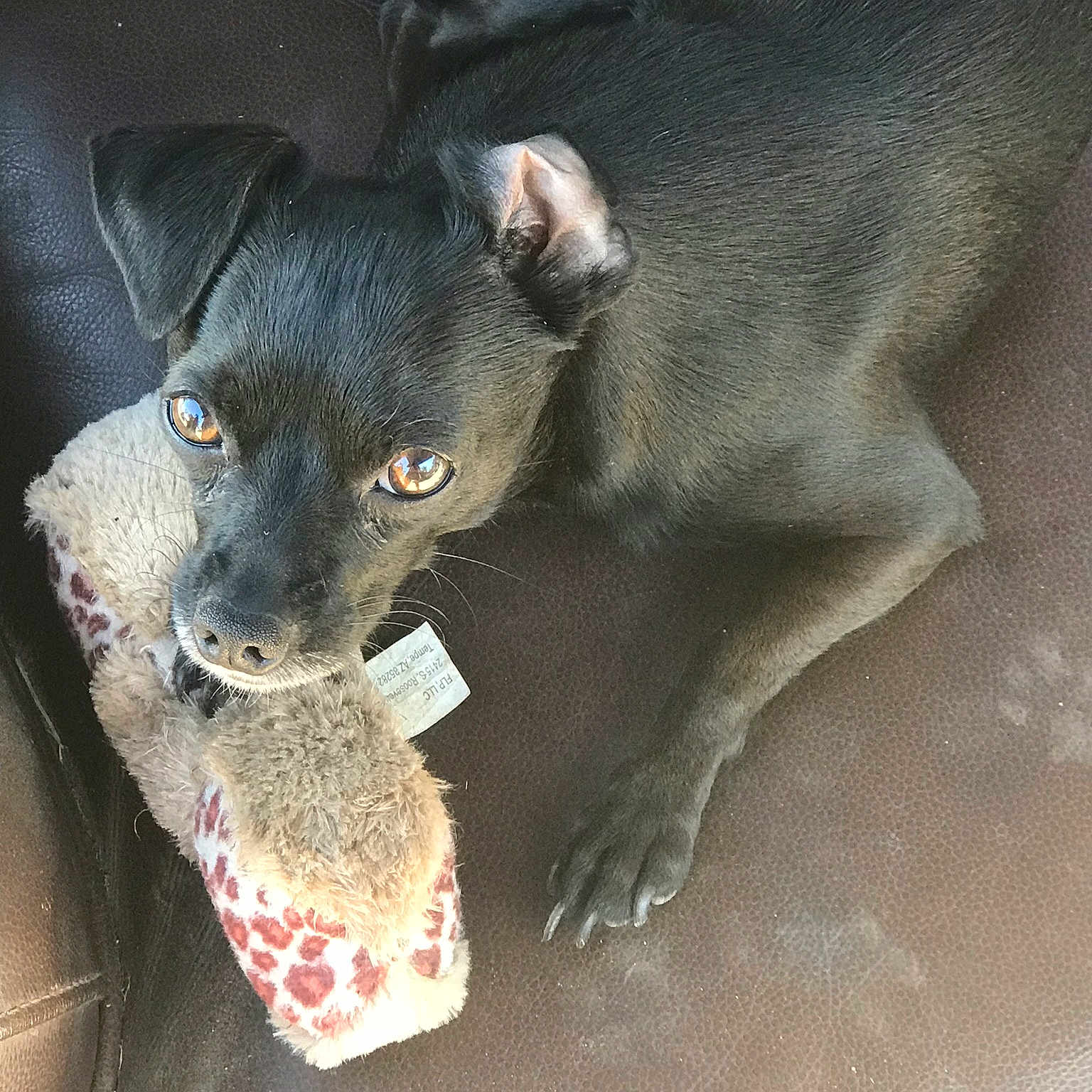 Boppy