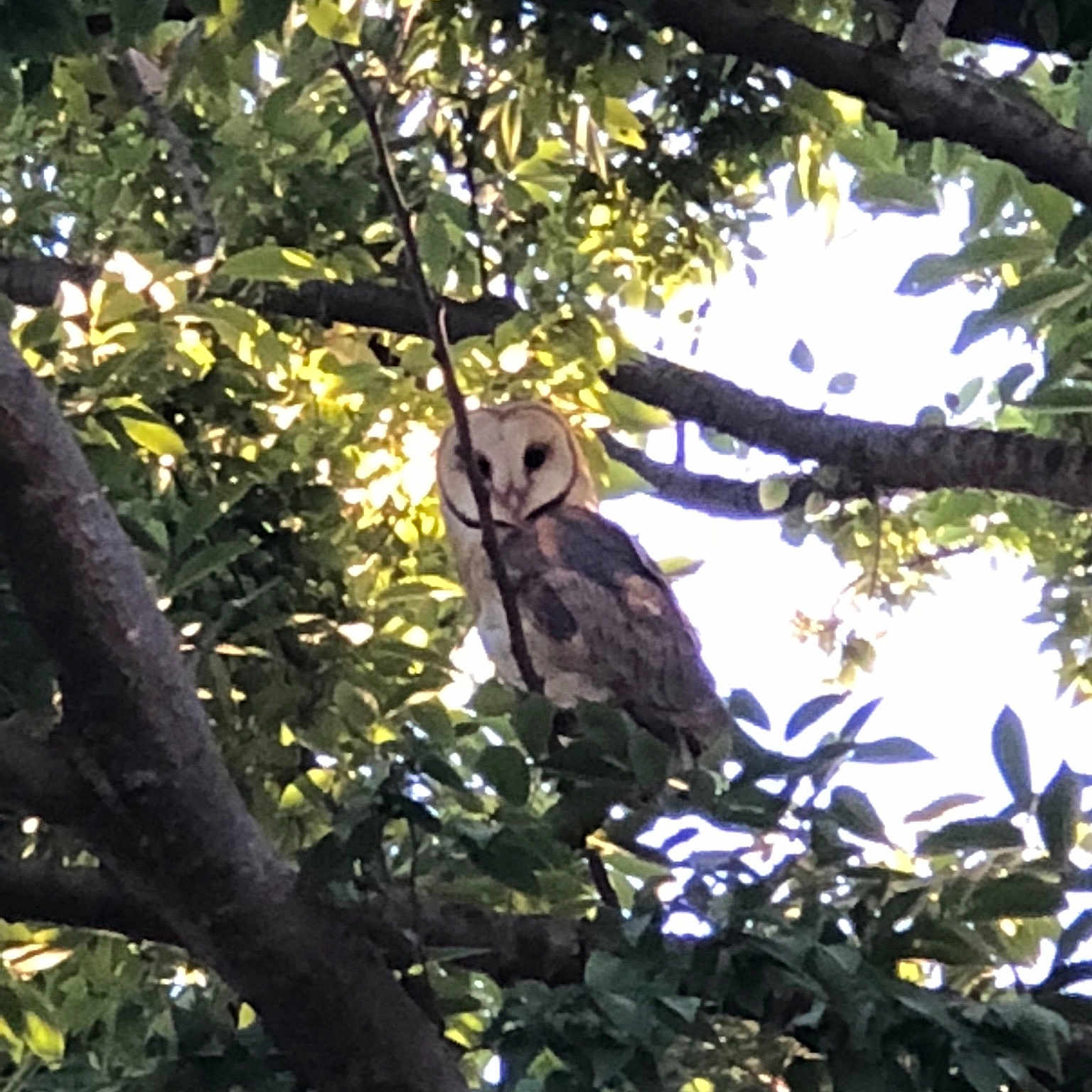 Owl