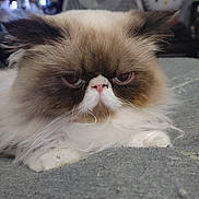 Hagrid joined the competition — help win amazing prizes! cat, persian_cat, grumpy_cat, pet, feline, fluffy, long_hair, whiskers, pink_nose, close_up, indoor, bed, paws, face, eyes, resting, bedding, hello_kitty, fan, portrait
