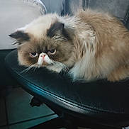 Hagrid joined the competition — help win amazing prizes! bedding, black_chair, brown_and_white, cat, close_up, domestic_animal, eyes, flat_face, fluffy, fur, furry, grumpy_expression, indoor, office_chair, persian_cat, pet, portrait, sitting, tiled_floor, whiskers