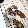 cat, pet, fluffy_cat, persian_cat, blue_eyes, looking_up, tile_floor, indoor, slipper, shoe, moccasin, brown_shoe, fur, whiskers, small_animal, adorable, household, paw, sitting, cozy