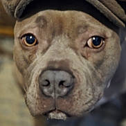 Mazie joined the competition — help win amazing prizes! dog, close_up, hat, pet, animal, brown, face, eyes, portrait, canine, indoor, fur, cute, looking, headwear, muzzle, expression, domestic_animal, blurry, soft_focus