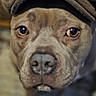 dog, close_up, hat, pet, animal, brown, face, eyes, portrait, canine, indoor, fur, cute, looking, headwear, muzzle, expression, domestic_animal, blurry, soft_focus