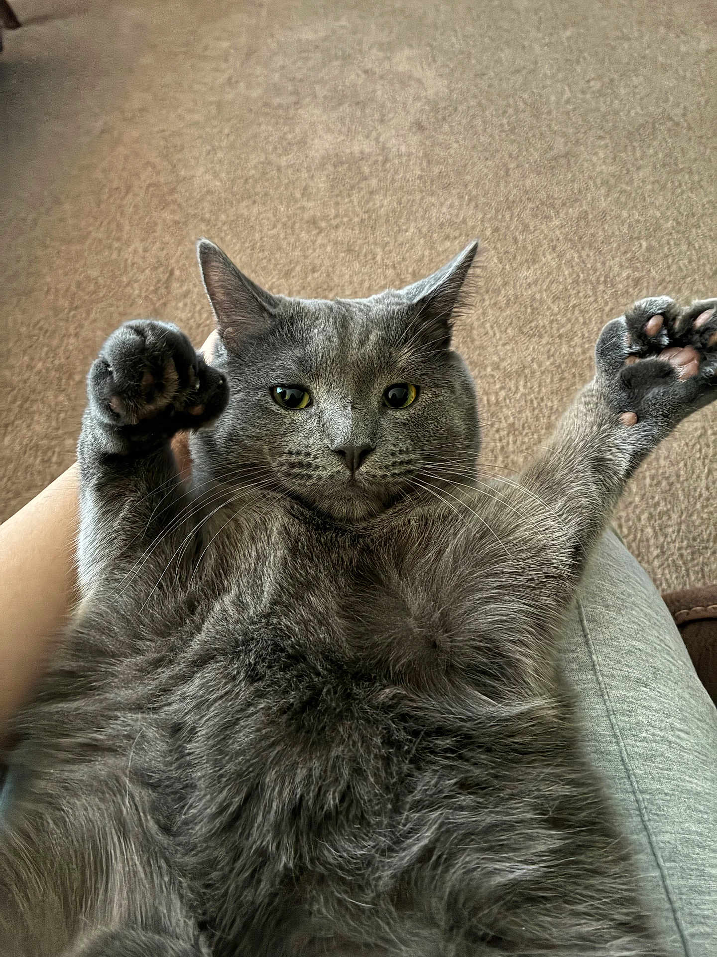 Frisky joined the competition — help win amazing prizes! cat, gray_cat, fluffy_fur, pet, animal, paws, whiskers, indoor, carpet, relaxed, lying_down, close_up, cute, feline, domestic_animal, mammal, looking_at_camera, raised_paws, resting, house_pet