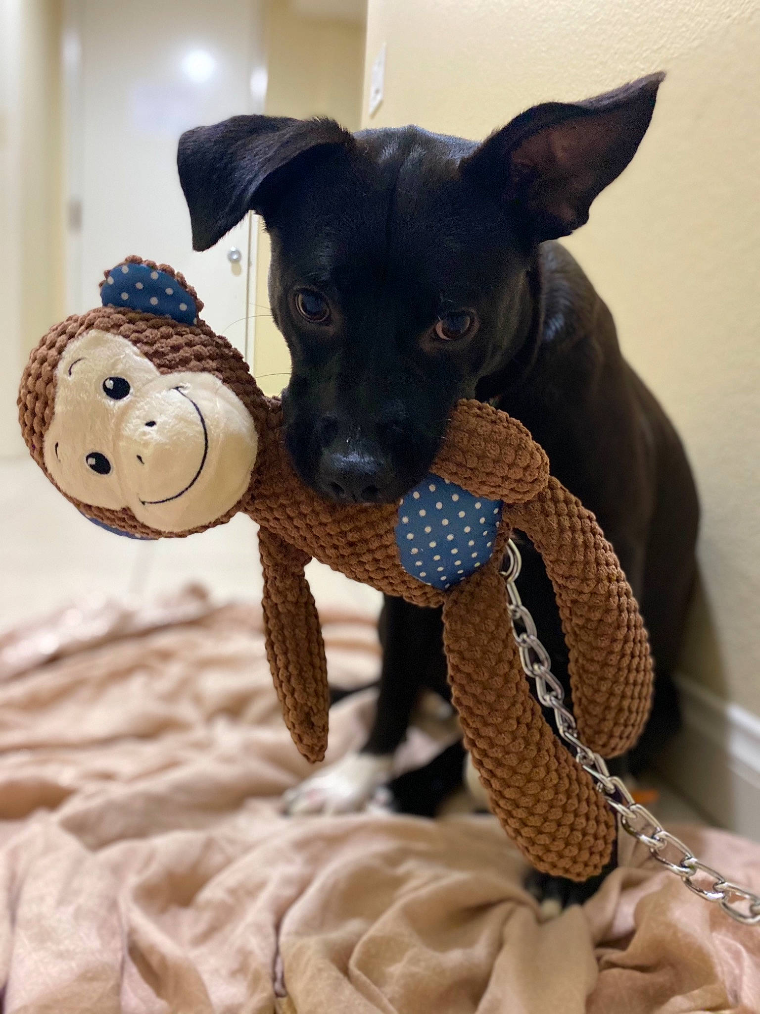 Bowie is registered to the contest to win money with this photo: bow_tie, carnivore, chihuahua, collar, companion_dog, dog, dog_breed, dog_clothes, dog_collar, dog_supply, doll, fawn, fur, pattern, snout, sporting_group, toy, toy_dog, whiskers, working_animal
