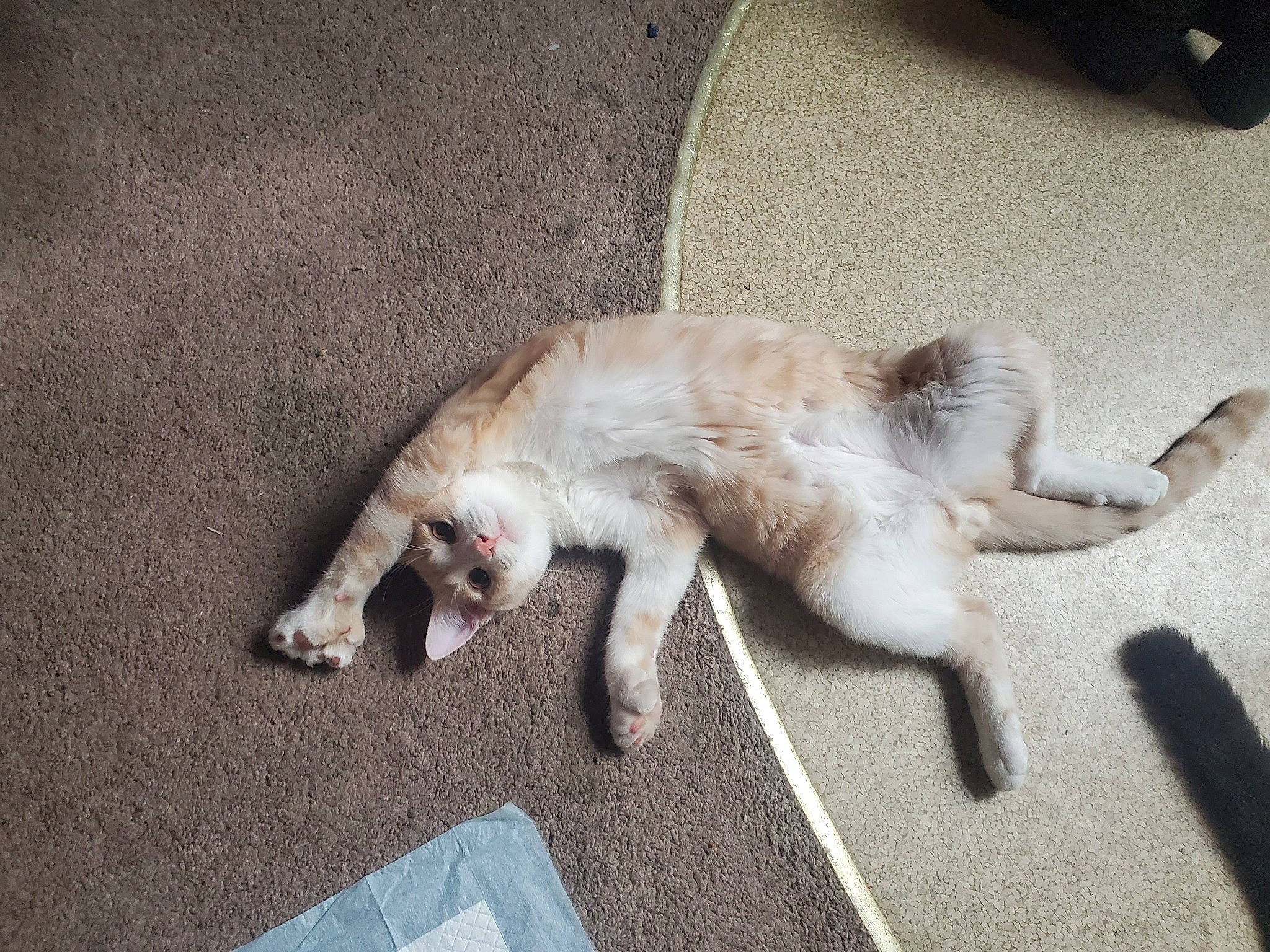 Hammy is registered to the contest to win money with this photo: canidae, carnivore, cat, claw, comfort, companion_dog, dog_breed, domestic_short_haired_cat, fawn, felidae, fur, human_leg, nap, paw, road_surface, small_to_medium_sized_cats, sporting_group, tail, terrestrial_animal, whiskers