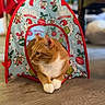 bokeh, cat, christmas_theme, cozy, ears, festive, ginger_cat, grinch, hardwood_floor, indoor, patterned_fabric, paws, pet, portrait, red_trim, resting, shallow_depth_of_field, tent, whiskers, white_paws