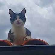 Chocolatine participe au concours pour gagner de l'argent avec cette photo : alert, animal, cat, cloudy, curious, daytime, ears, feline, gray, looking, mammal, nature, outdoor, paws, pet, rooftop, sky, tile, whiskers, white