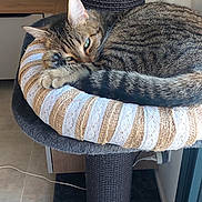Mr Moustache a rejoint le concours — aidez-le/la à gagner de superbes lots ! cat, tabby, pet, sleeping, cat_tree, furniture, lamp, television, living_room, cozy, domestic, resting, cute, striped, floor, indoor, window, relaxed, whiskers, ears