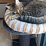 cat, cat_tree, cozy, cute, domestic, ears, floor, furniture, indoor, lamp, living_room, pet, relaxed, resting, sleeping, striped, tabby, television, whiskers, window