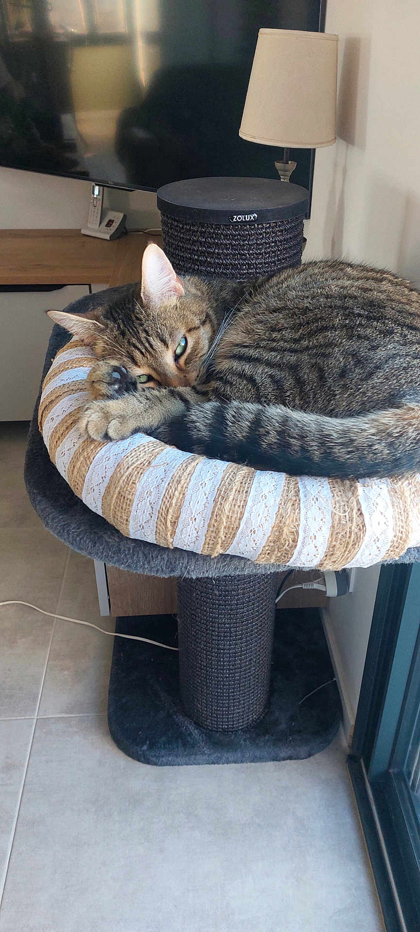 Mr Moustache a rejoint le concours — aidez-le/la à gagner de superbes lots ! cat, tabby, pet, sleeping, cat_tree, furniture, lamp, television, living_room, cozy, domestic, resting, cute, striped, floor, indoor, window, relaxed, whiskers, ears