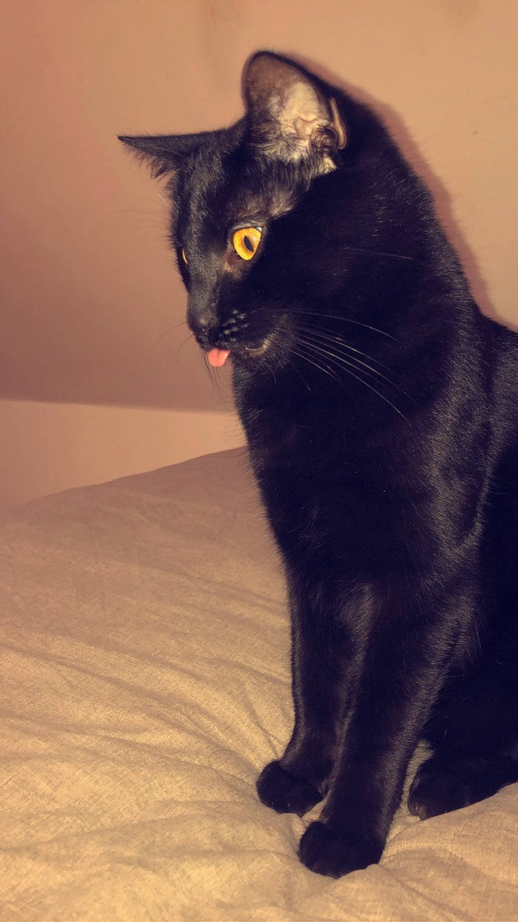 Lucifer a rejoint le concours — aidez-le/la à gagner de superbes lots ! black_cat, bombay, carnivore, cat, domestic_short_haired_cat, electric_blue, eye, felidae, flooring, fur, hardwood, iris, paw, shadow, small_to_medium_sized_cats, snout, tail, terrestrial_animal, whiskers, wood