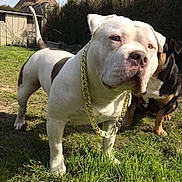 Blue a rejoint le concours — aidez-le/la à gagner de superbes lots ! dog, white_dog, brown_spots, gold_chain, grass, outdoor, sunny, muscular, pet, canine, collar, yard, fence, house, backyard, shadow, two_dogs, nature, animal, companion