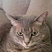 Ellie joined the competition — help win amazing prizes! animal, cat, close_up, couch, ears, face, fluffy, furry, gray_cat, green_eyes, home, indoor, lounging, nose, pet, portrait, relaxed, seated, sofa, whiskers