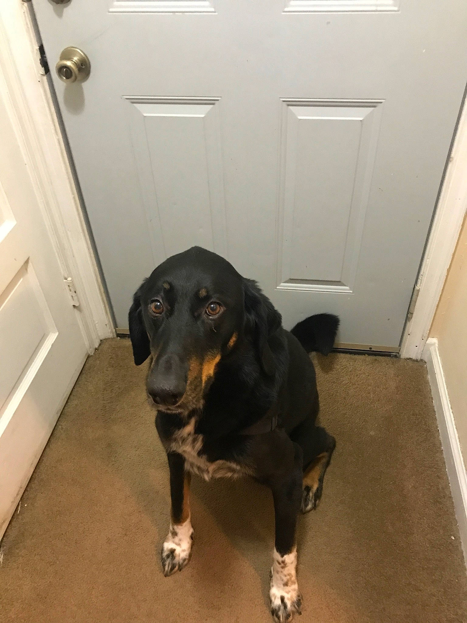 Sarge joined the competition — help win amazing prizes! beagador, canidae, carnivore, dog, dog_breed, hound, hunting_dog, smaland_hound, snout, sporting_group