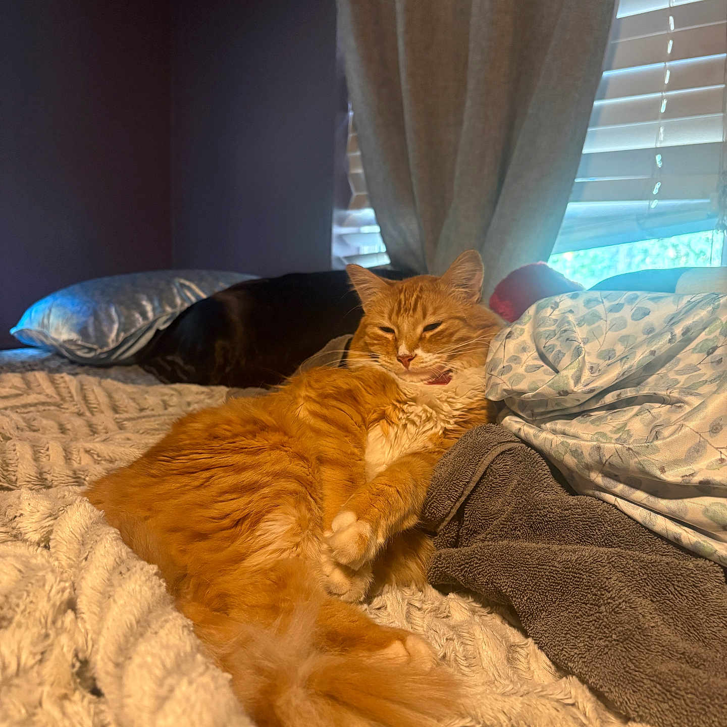 Morty