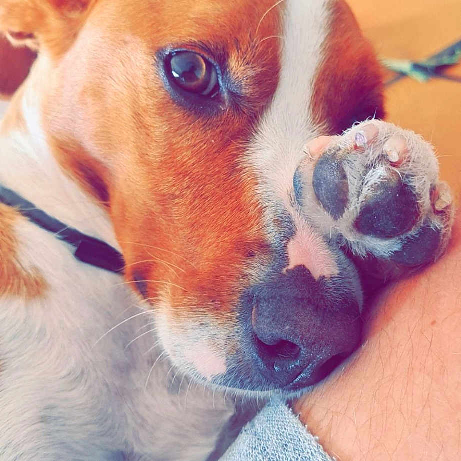 Freddy