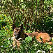 Utah a rejoint le concours — aidez-le/la à gagner de superbes lots ! dog, outdoor, garden, greenery, flowers, sunlight, nature, canine, relaxing, bush, summer, pet, animal, fur, laying_down, plant, daylight, peaceful, brown, wildlife