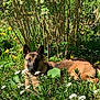 dog, outdoor, garden, greenery, flowers, sunlight, nature, canine, relaxing, bush, summer, pet, animal, fur, laying_down, plant, daylight, peaceful, brown, wildlife