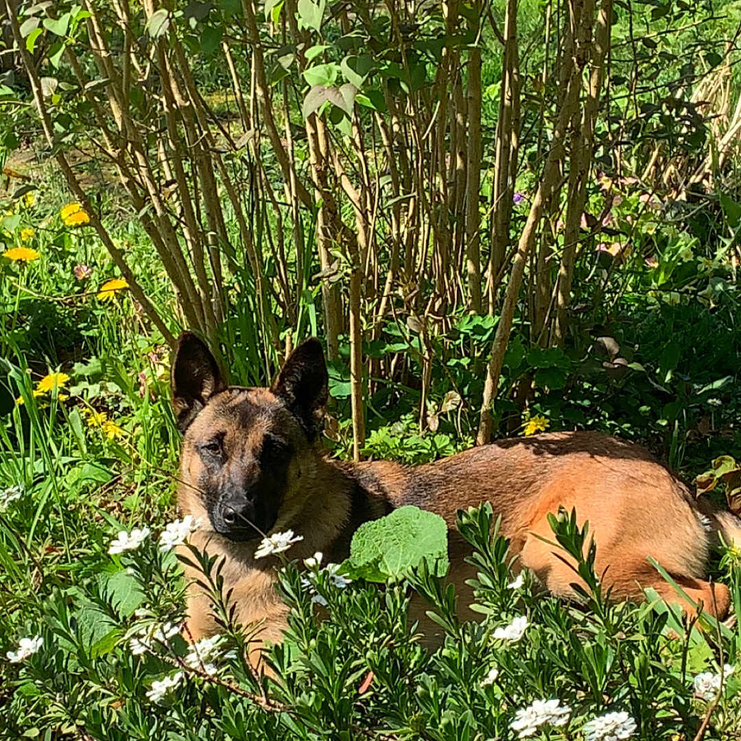 Utah a rejoint le concours — aidez-le/la à gagner de superbes lots ! animal, brown, bush, canine, daylight, dog, flowers, fur, garden, greenery, laying_down, nature, outdoor, peaceful, pet, plant, relaxing, summer, sunlight, wildlife