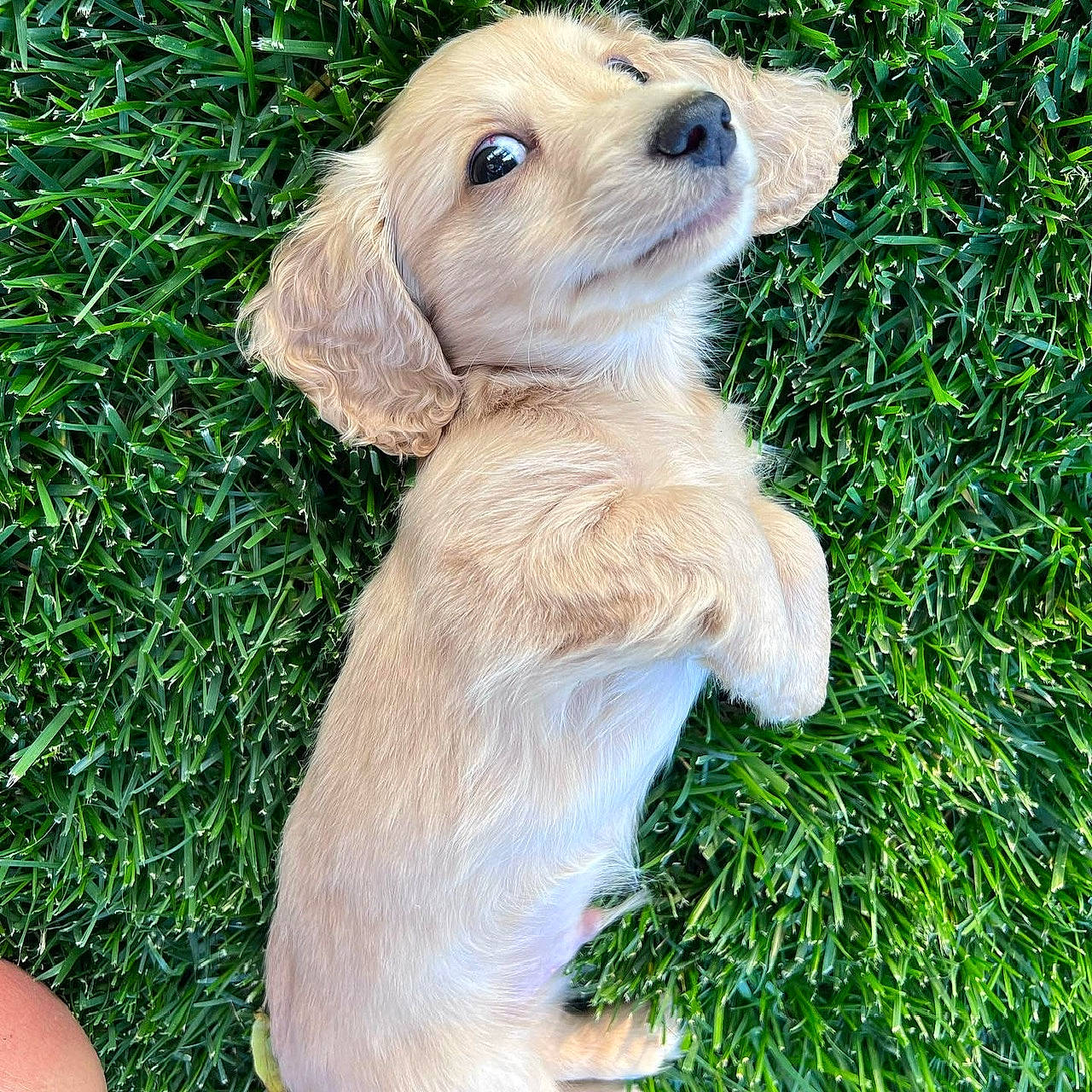 Willie joined the competition — help win amazing prizes! ancient_dog_breeds, canidae, carnivore, companion_dog, dog, dog_breed, dog_collar, fawn, grass, groundcover, labrador_retriever, liver, plant, puppy_love, retriever, sporting_group, toy_dog, whiskers, working_animal