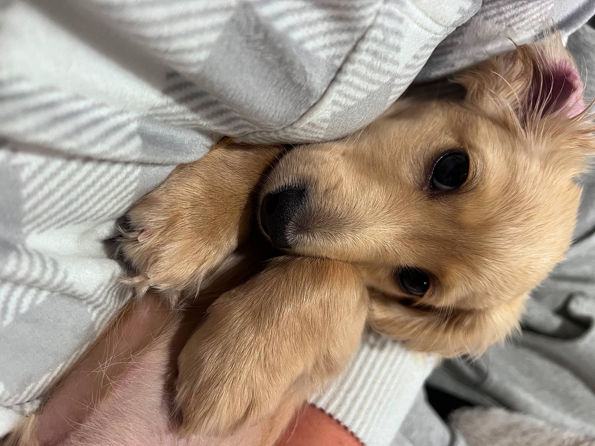 Willie joined the competition — help win amazing prizes! beige, canidae, carnivore, comfort, companion_dog, dog_breed, ear, eyelash, fawn, fur, human_leg, linens, nail, paw, sitting, sporting_group, toy_dog, whiskers, wood, working_animal