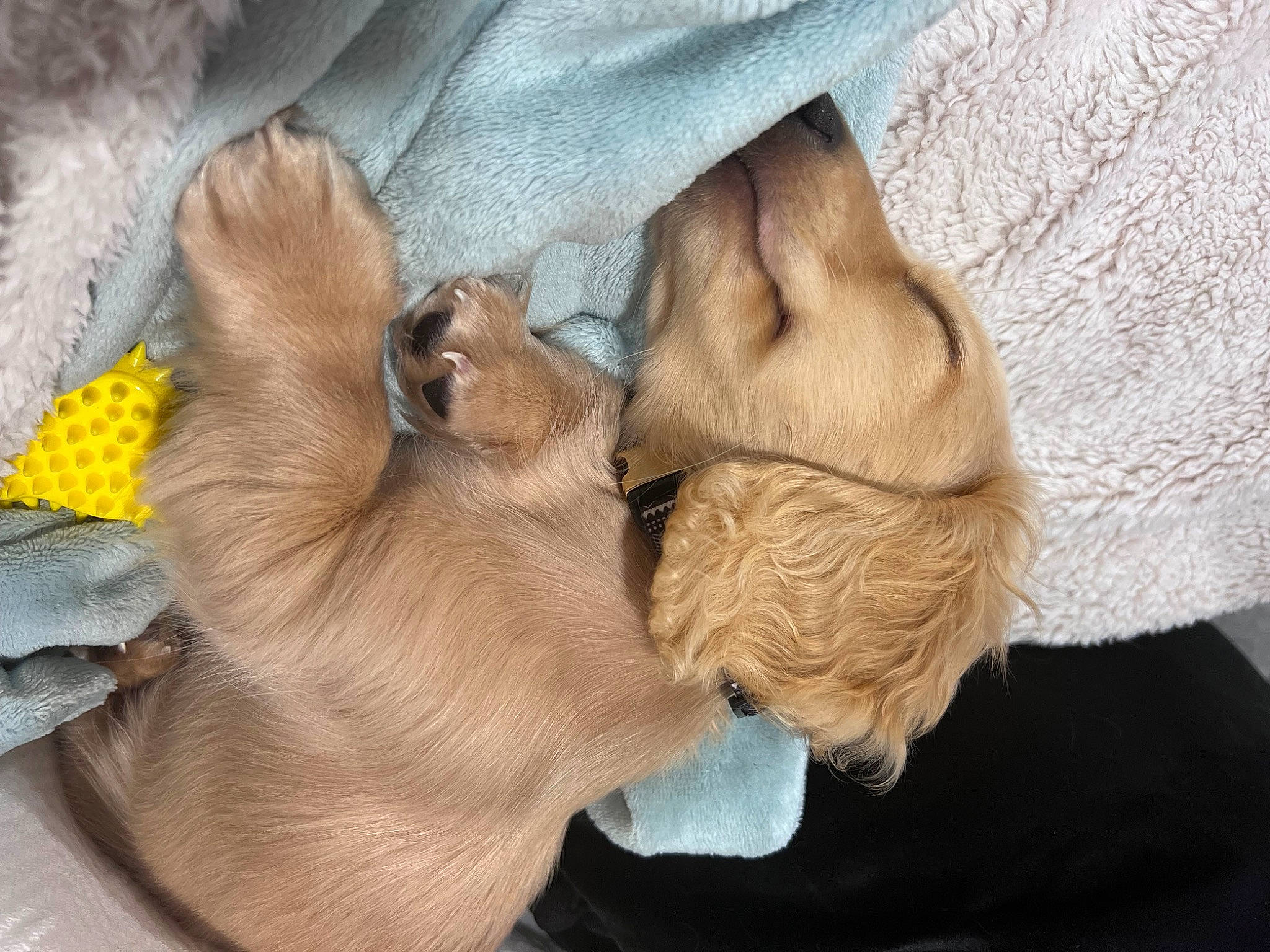 Willie is registered to the contest to win money with this photo: canidae, carnivore, comfort, companion_dog, dog, dog_breed, fawn, felidae, fur, gesture, human_leg, liver, paw, small_to_medium_sized_cats, snout, sporting_group, tree, whiskers, working_animal, wrinkle