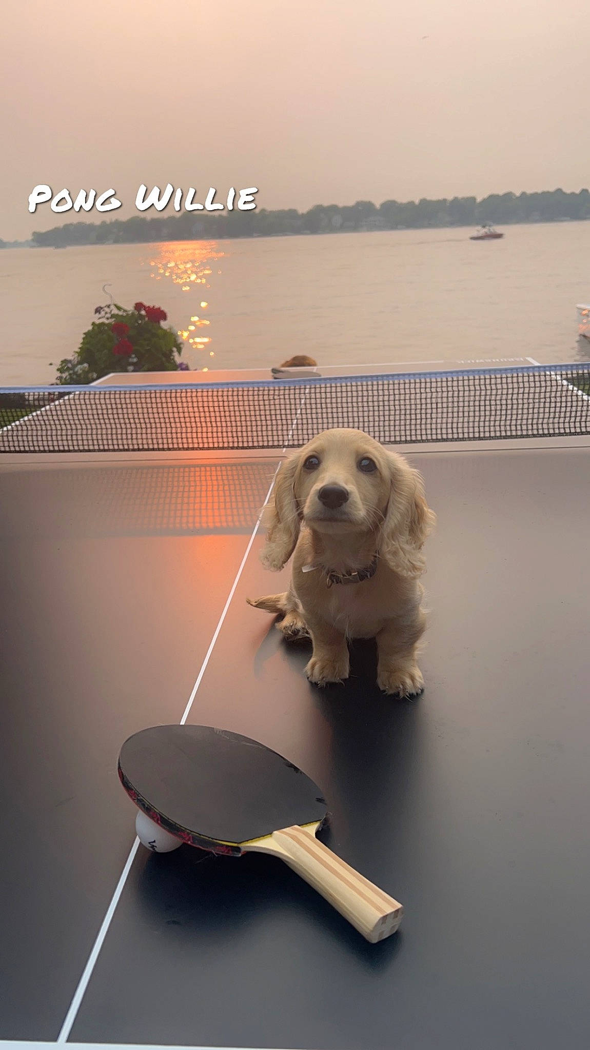 Willie is registered to the contest to win money with this photo: advertising, carnivore, companion_dog, cutlery, dog, dog_breed, eyewear, flooring, horizon, kitchen_utensil, lake, light, mammal, morning, sky, table, tableware, vertebrate, water, wood