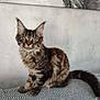 cat, tabby, pet, animal, feline, ears, fur, whiskers, tail, couch, indoor, curious, sitting, pattern, zigzag, closeup, portrait, domestic, furry, young