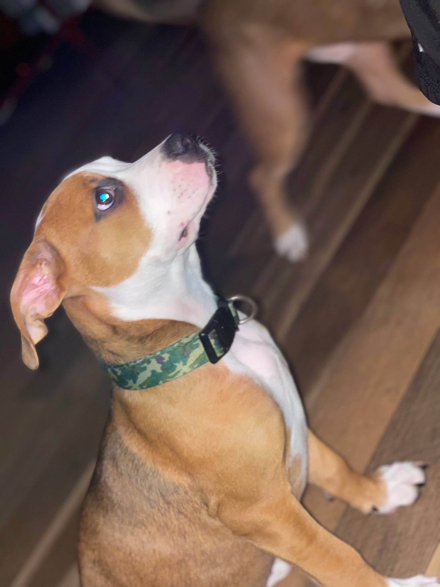 Bentley joined the competition — help win amazing prizes! carnivore, collar, companion_dog, dog, dog_breed, dog_collar, dog_supply, fawn, flooring, hardwood, human_leg, hunting_dog, liver, pet_supply, snout, tail, whiskers, working_animal, working_dog