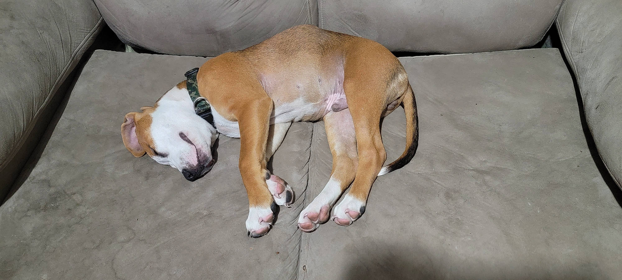 Bentley is registered to the contest to win money with this photo: canidae, carnivore, claw, collar, comfort, companion_dog, dog, dog_breed, dog_supply, fawn, foot, human_leg, non_sporting_group, paw, pet_supply, snout, sporting_group, tail, terrestrial_animal, working_animal