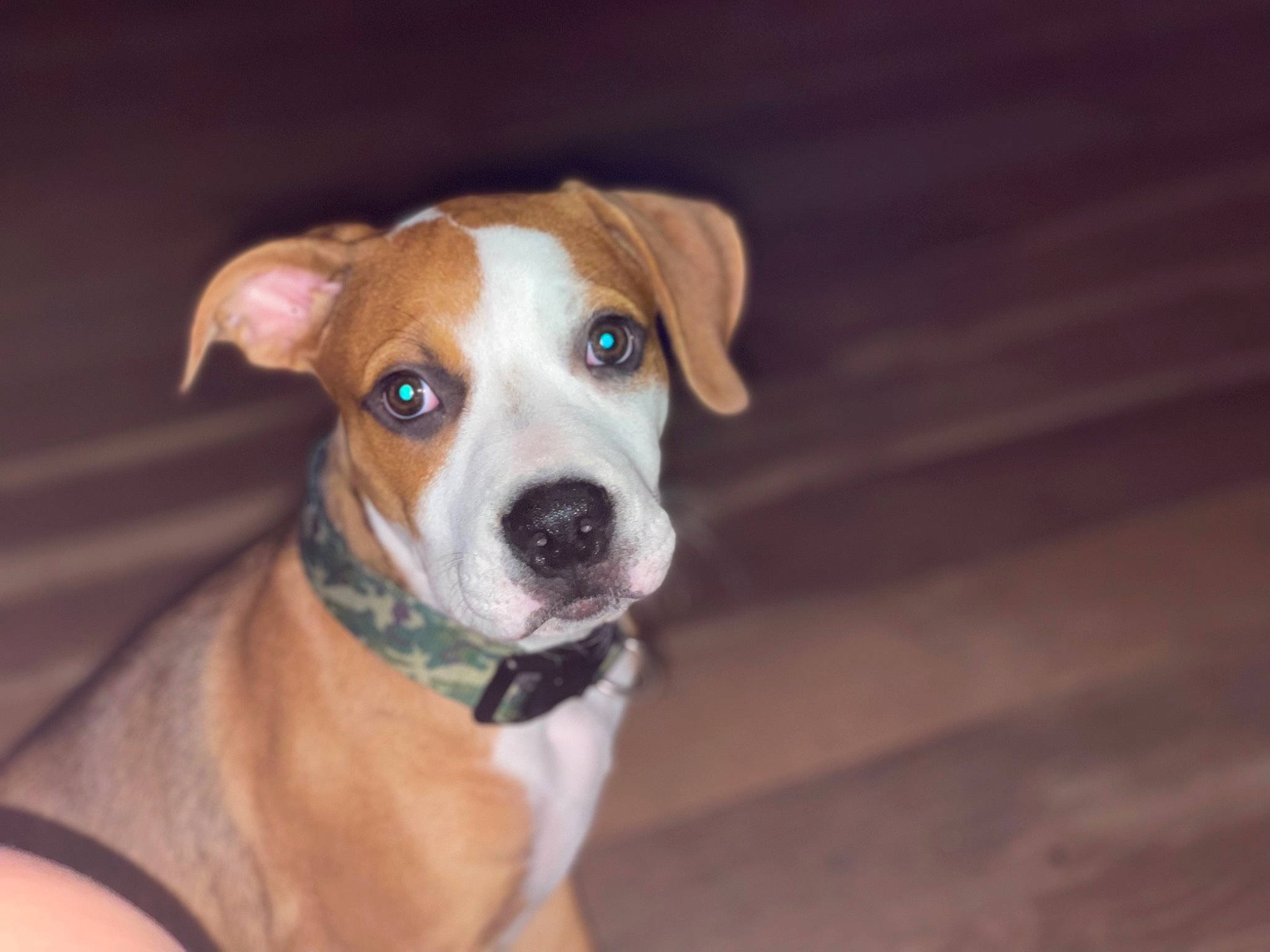 Bentley joined the competition — help win amazing prizes! carnivore, collar, companion_dog, dog, dog_breed, dog_collar, fawn, hardwood, non_sporting_group, snout, sporting_group, whiskers, wood, working_animal, working_dog