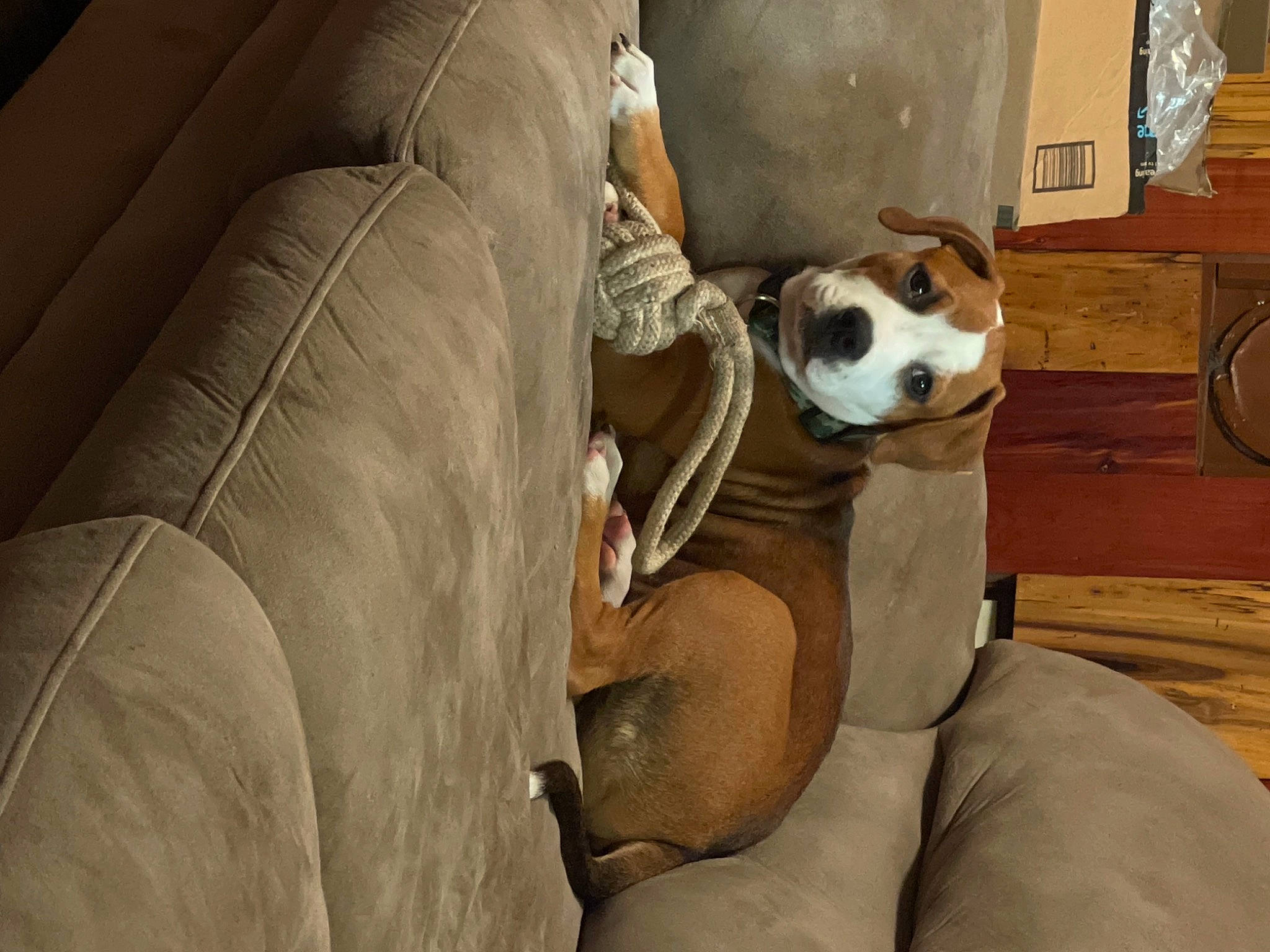 Bentley joined the competition — help win amazing prizes! canidae, car_seat, car_seat_cover, carnivore, comfort, companion_dog, couch, dog, dog_breed, fawn, flooring, fur, nap, room, sitting, snout, sporting_group, vehicle_door, window, working_animal