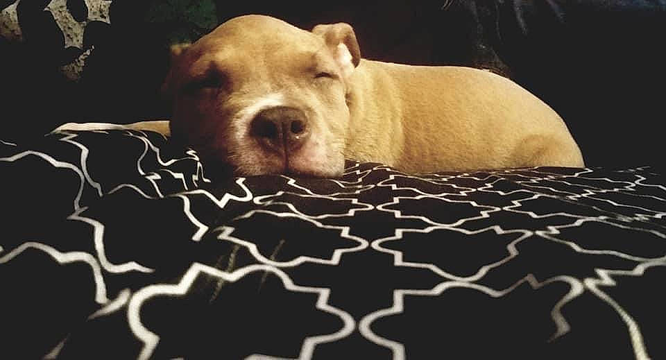 Kilo is registered to the contest to win money with this photo: canidae, carnivore, close_up, comfort, companion_dog, dog, dog_breed, fawn, flooring, fur, linens, non_sporting_group, pattern, paw, puppy, snout, terrestrial_animal, whiskers, wildlife, working_animal