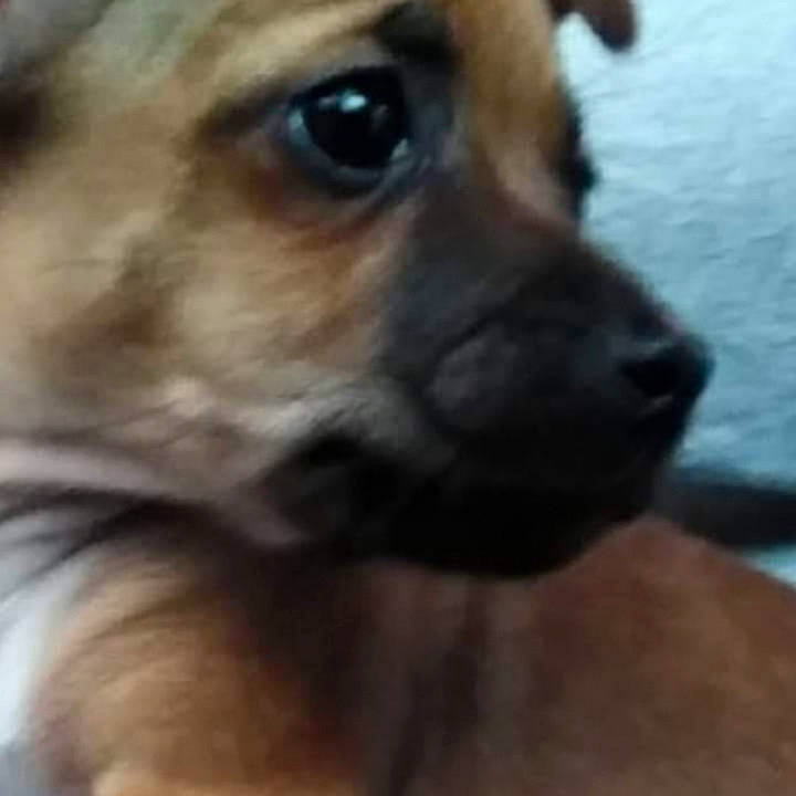 Puppup is registered to the contest to win money with this photo: canidae, carnivore, chihuahua, companion_dog, corgi_chihuahua, dog, dog_breed, ear, eyelash, fur, liver, non_sporting_group, paw, photography, puppy, sporting_group, terrestrial_animal, toy_dog, whiskers, working_animal