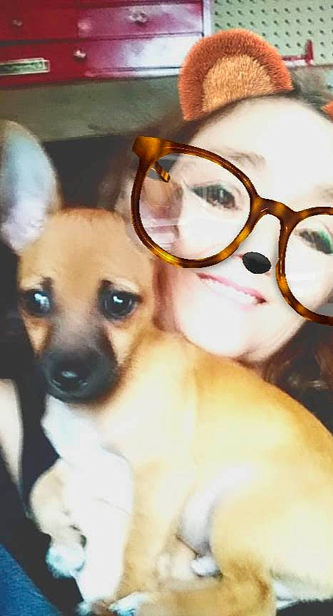 Puppup is registered to the contest to win money with this photo: carnivore, chihuahua, companion_dog, dog, dog_breed, ear, eyelash, eyewear, fawn, glasses, mammal, nose, skin, snout, sporting_group, toy_dog, vertebrate, vision_care, whiskers, working_animal