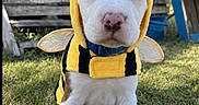 Winston joined the competition — help win amazing prizes! dog, puppy, bee_costume, animal, pet, white_dog, portrait, outdoor, grass, backyard, costume, yellow, black_stripes, wings, antennae, hood, sitting, cute, close_up, fence
