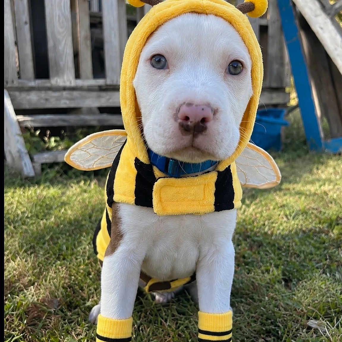 Winston