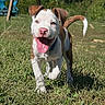 Winston joined the competition — help win amazing prizes! dog, puppy, outdoor, grass, yard, playground, swing_set, trees, nature, sunlight, happy, running, tongue_out, white_and_brown, short_hair, pet, animal, portrait, playful, daytime