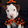 Winston joined the competition — help win amazing prizes! puppy, dog, halloween, witch_hat, costume, pumpkin, cape, orange, black, white, portrait, sitting, indoors, pet, cute, adorable, paws, brown_ears, blanket, holiday