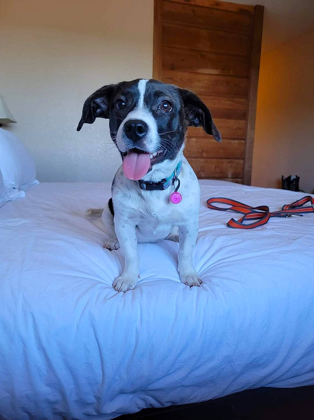 Jolene Pearl is registered to the contest to win money with this photo: canidae, carnivore, collar, comfort, companion_dog, dog, dog_breed, dog_collar, dog_supply, fawn, non_sporting_group, paw, pet_supply, snout, sporting_group, tail, working_animal, working_dog