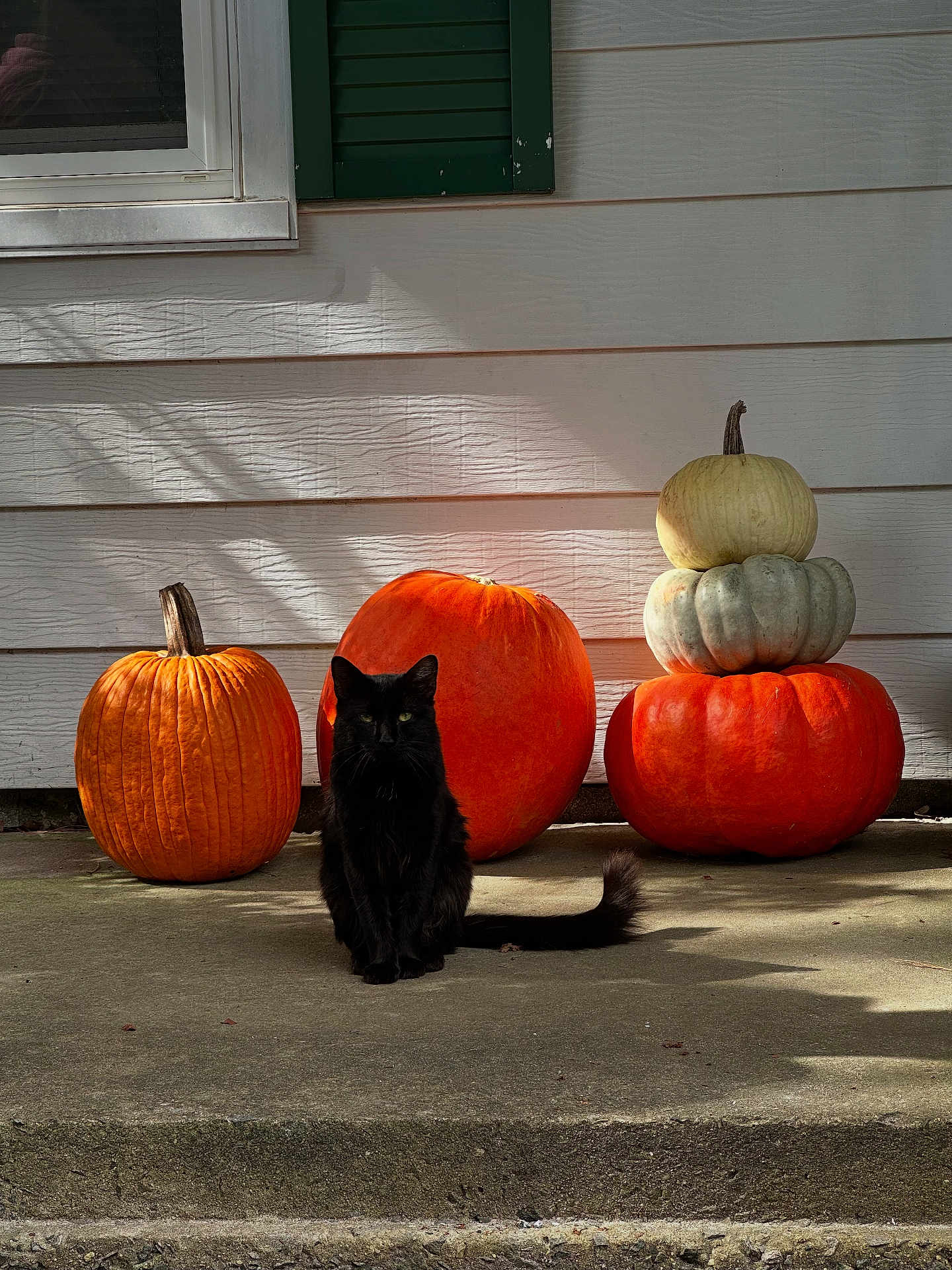 Salem joined the competition — help win amazing prizes! black_cat, cat, pumpkin, orange_pumpkin, white_pumpkin, stacked_pumpkins, porch, concrete, shadow, sunlight, window, green_shutter, fall, autumn, outdoor, animal, pet, sitting, quiet, daytime