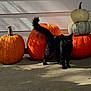 Salem joined the competition — help win amazing prizes! black_cat, cat, pumpkin, porch, autumn, fall, outdoor, shadow, concrete, window, house, decoration, stacked_pumpkins, orange, green_shutter, animal, pet, daylight, nature, plant