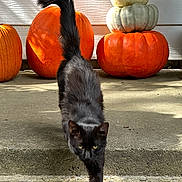 Salem joined the competition — help win amazing prizes! black_cat, cat, pumpkin, orange_pumpkin, white_pumpkin, stacked_pumpkins, concrete_step, outdoor, sunlight, shadow, fall, autumn, animal, pet, walking, curious, fur, whiskers, tail, daylight