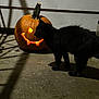 Salem is registered to the contest to win money with this photo: black_cat, jack_o_lantern, pumpkin, glowing, night, shadow, concrete_floor, wall, halloween, outdoor, curious_cat, dark, orange, animal, pet, spooky, light, smiling_pumpkin, stem, texture