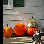 Jasper joined the competition — help win amazing prizes! cat, tabby_cat, pumpkin, stacked_pumpkins, porch, concrete, fall, autumn, sunlight, shadow, window, green_shutter, white_siding, outdoor, animal, pet, cute, seasonal, nature, still_life