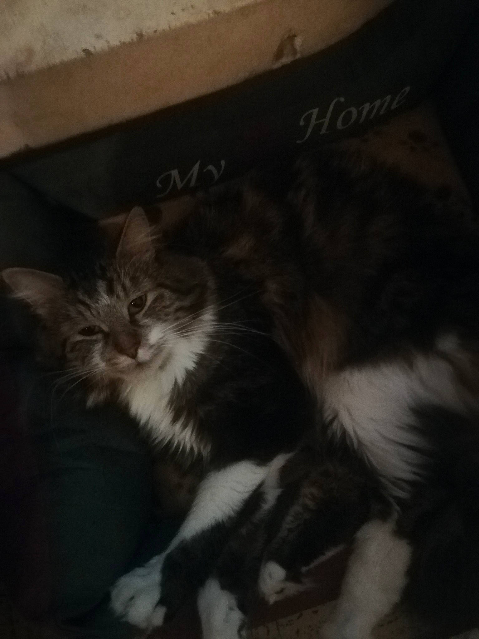 Guismo a rejoint le concours — aidez-le/la à gagner de superbes lots ! box, cat, cat_supply, claw, cloud, comfort, darkness, domestic_short_haired_cat, felidae, fur, hardwood, monochrome_photography, paw, photo_caption, sky, small_to_medium_sized_cats, snout, tail, whiskers, window