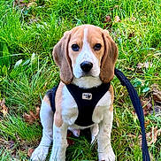 Volt participe au concours pour gagner de l'argent avec cette photo : dog, puppy, beagle, animal, pet, outdoor, grass, greenery, leash, harness, sitting, portrait, floppy_ears, brown_and_white, white_blaze, black_nose, front_view, garden, fallen_leaves, cute